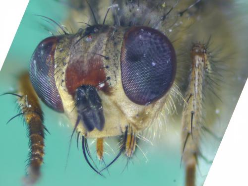 Scathophaga stercoraria